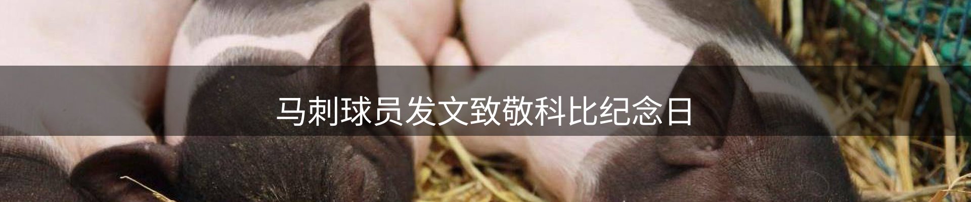 品牌资讯